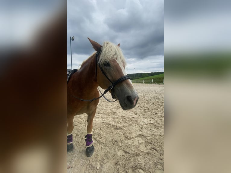 Haflinger Stute 14 Jahre 150 cm Fuchs in Straßburg, Lind 1