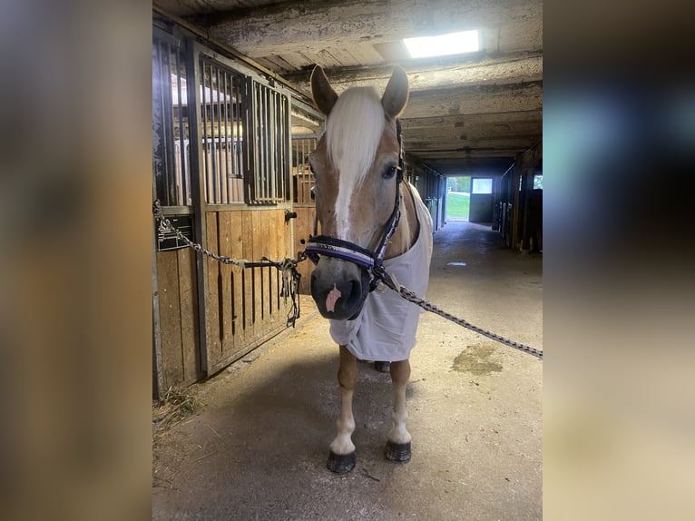 Haflinger Stute 14 Jahre 150 cm Fuchs in Straßburg, Lind 1
