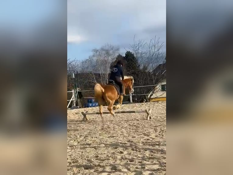 Haflinger Stute 14 Jahre 150 cm Fuchs in Straßburg, Lind 1
