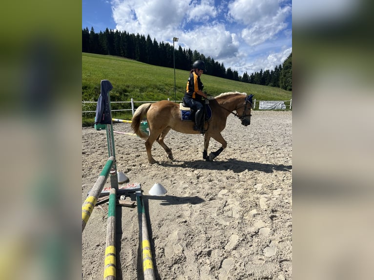 Haflinger Stute 14 Jahre 150 cm Fuchs in Straßburg, Lind 1