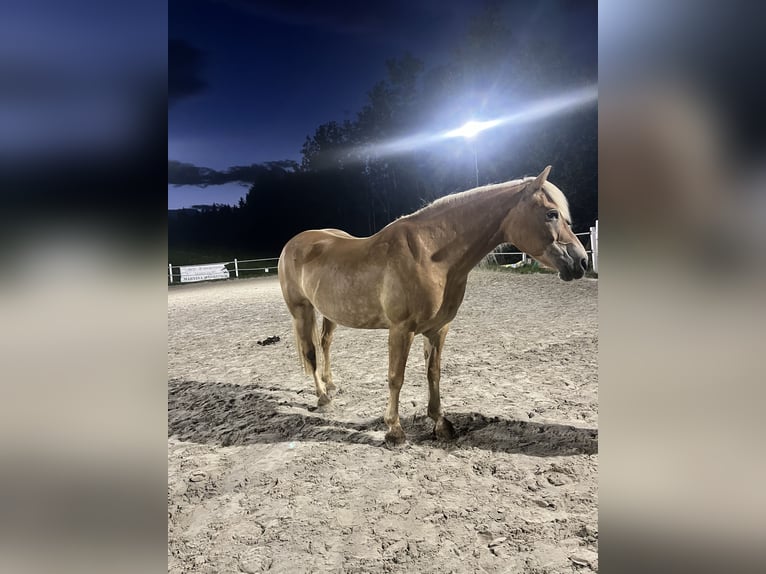 Haflinger Stute 14 Jahre 150 cm Fuchs in Straßburg, Lind 1