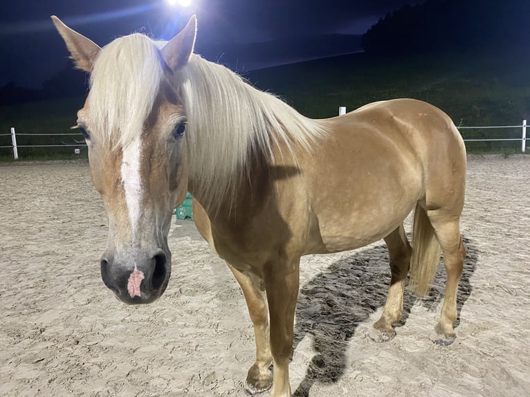 Haflinger Stute 14 Jahre 150 cm Fuchs in Straßburg, Lind 1