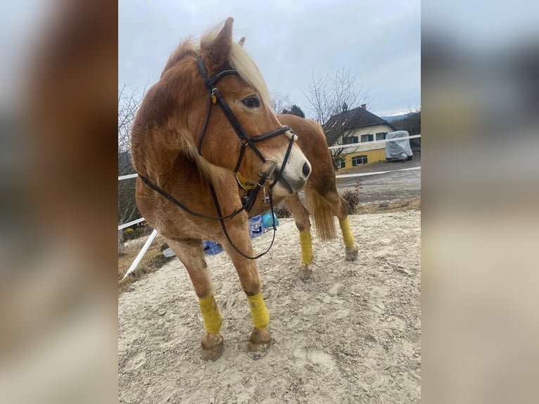 Haflinger Stute 14 Jahre 150 cm Fuchs in Straßburg, Lind 1