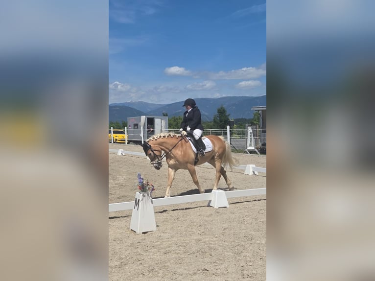 Haflinger Stute 14 Jahre 150 cm Fuchs in Straßburg, Lind 1