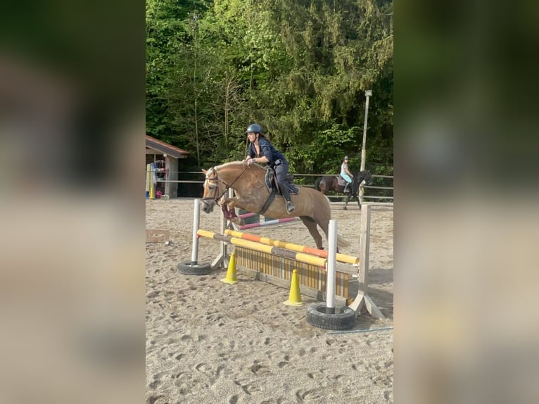 Haflinger Stute 14 Jahre 152 cm Dunkelfuchs in Schleedorf