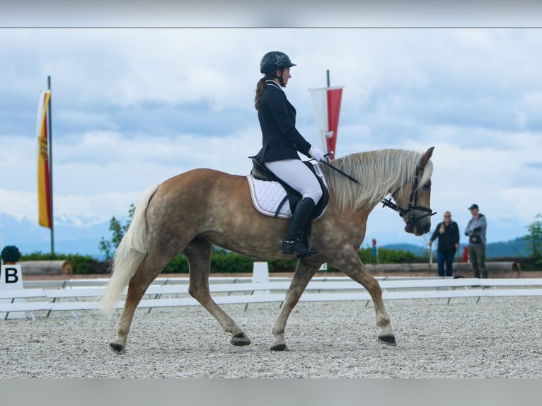 Haflinger Stute 14 Jahre 152 cm Dunkelfuchs in Schleedorf