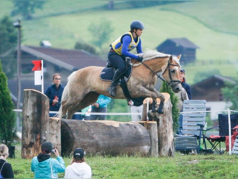 Haflinger Stute 14 Jahre 152 cm Dunkelfuchs in Schleedorf