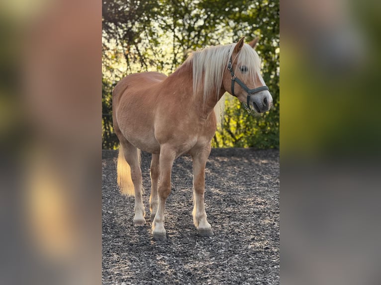 Haflinger Stute 14 Jahre 153 cm Fuchs in Z&#xFC;richZ&#xFC;rich