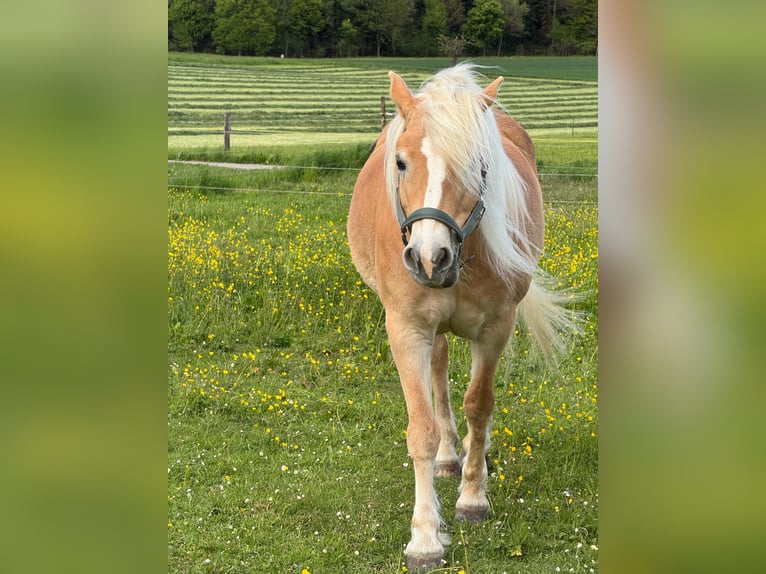 Haflinger Stute 14 Jahre 153 cm Fuchs in Z&#xFC;richZ&#xFC;rich