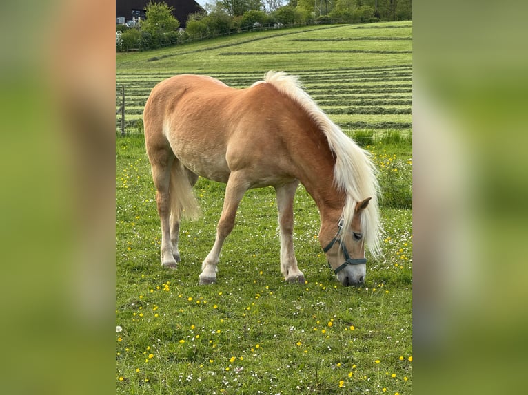 Haflinger Stute 14 Jahre 153 cm Fuchs in Z&#xFC;richZ&#xFC;rich