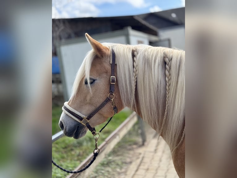 Haflinger Stute 14 Jahre 153 cm Fuchs in Z&#xFC;richZ&#xFC;rich