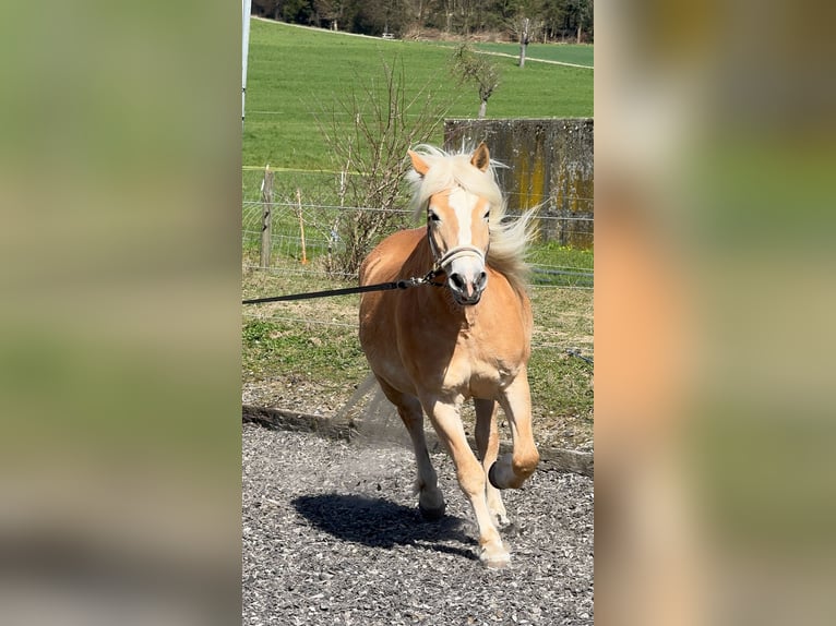 Haflinger Stute 14 Jahre 153 cm Fuchs in Z&#xFC;richZ&#xFC;rich