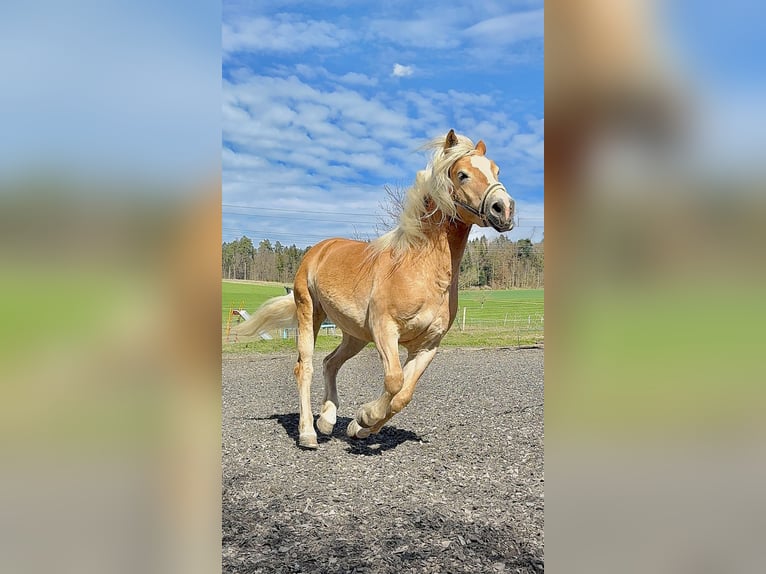 Haflinger Stute 14 Jahre 153 cm Fuchs in Z&#xFC;richZ&#xFC;rich