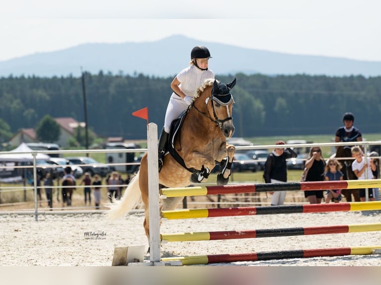 Haflinger Stute 14 Jahre 154 cm Fuchs in Cham