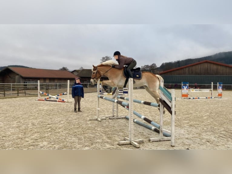 Haflinger Stute 14 Jahre 154 cm Fuchs in Cham