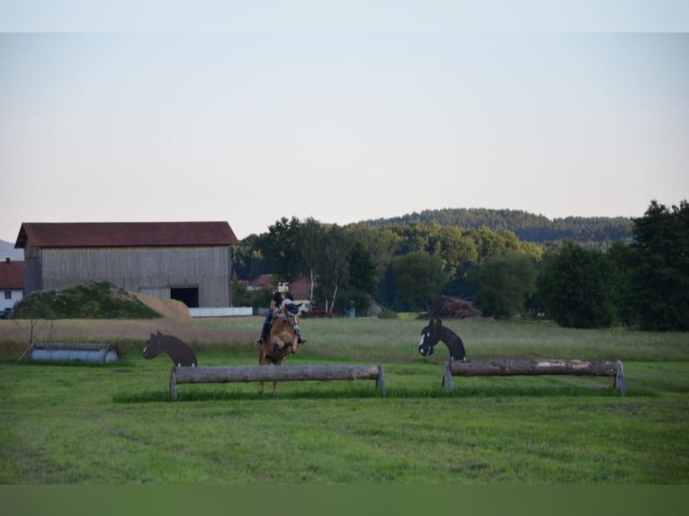 Haflinger Stute 14 Jahre 154 cm Fuchs in Cham