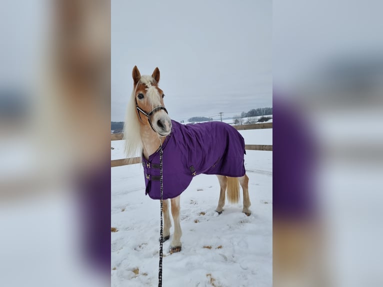Haflinger Stute 14 Jahre 154 cm Fuchs in Cham