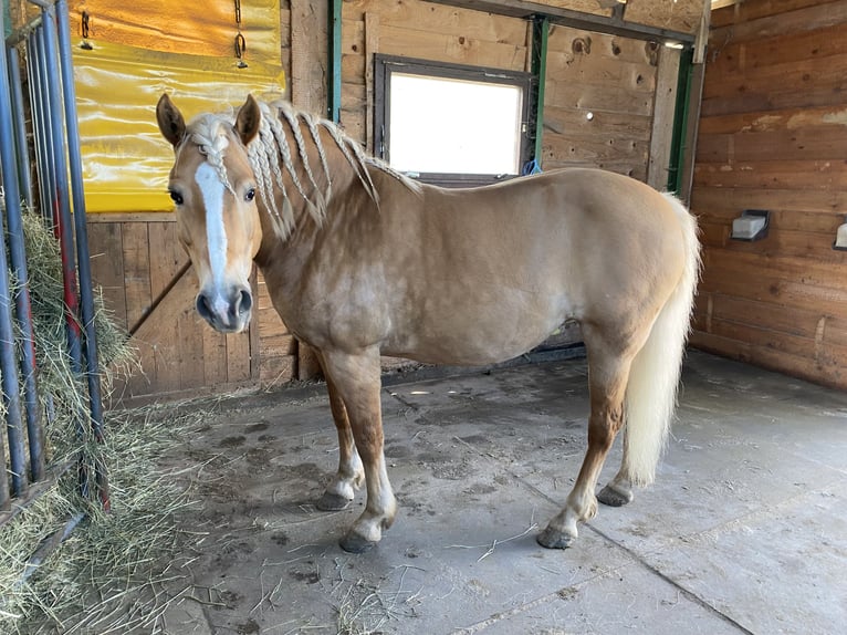 Haflinger Stute 14 Jahre 155 cm in Oschersleben