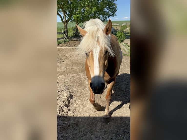 Haflinger Stute 14 Jahre 155 cm in Oschersleben