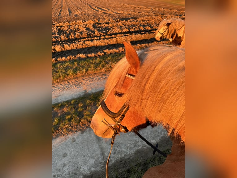 Haflinger Stute 14 Jahre 155 cm in Oschersleben
