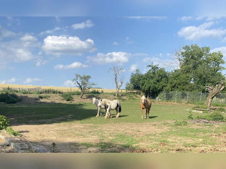 Haflinger Stute 14 Jahre 155 cm in Oschersleben