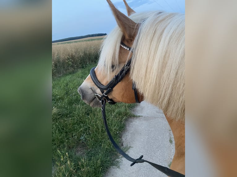 Haflinger Stute 14 Jahre 155 cm in Oschersleben
