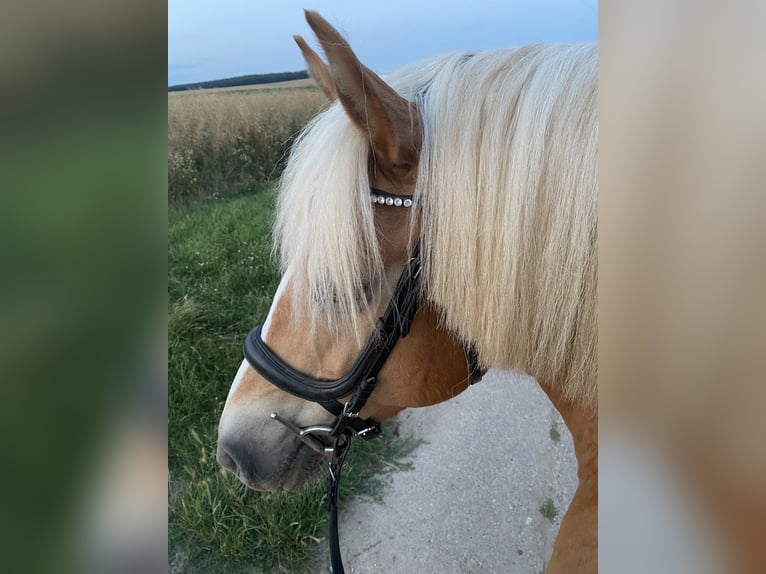 Haflinger Stute 14 Jahre 155 cm in Oschersleben