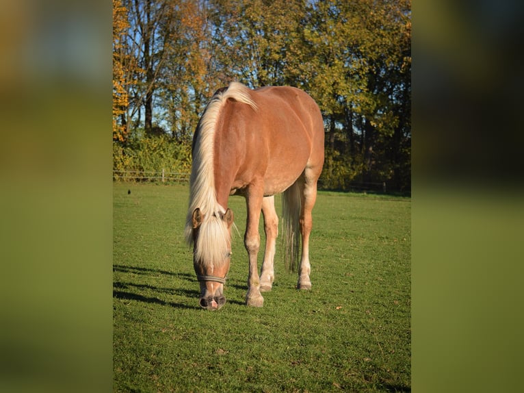 Haflinger Stute 14 Jahre 156 cm Fuchs in Duisburg
