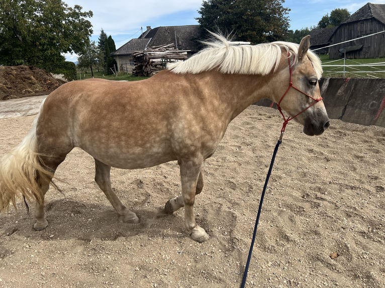 Haflinger Stute 14 Jahre 164 cm Palomino in Mitterkirchen in machland