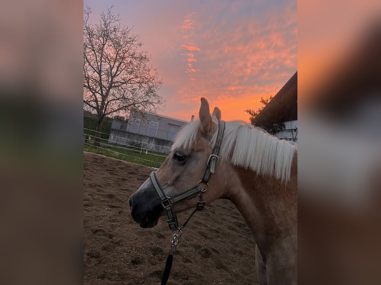Haflinger Stute 14 Jahre 164 cm Palomino in Mitterkirchen in machland