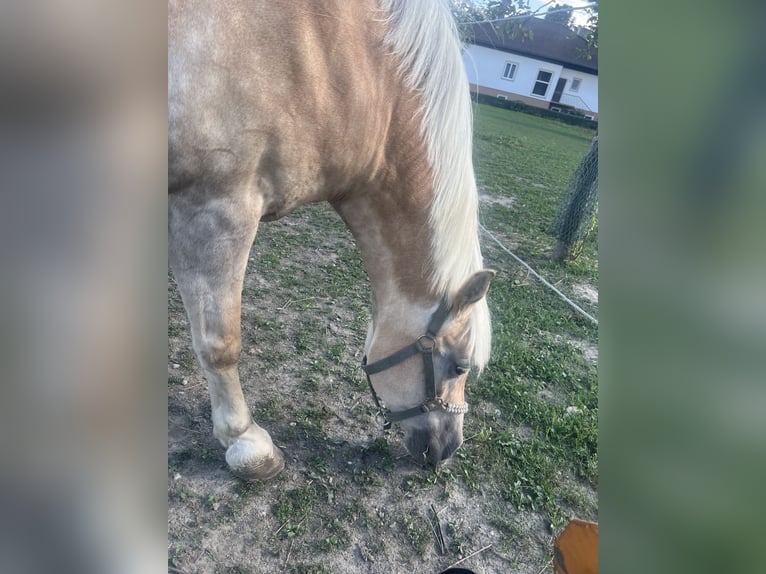 Haflinger Stute 14 Jahre 164 cm Palomino in Mitterkirchen in machland