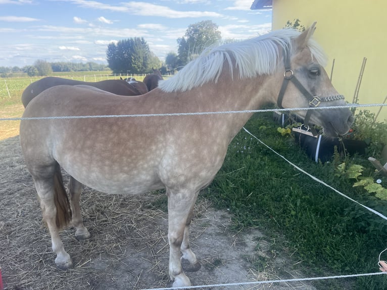 Haflinger Stute 14 Jahre 164 cm Palomino in Mitterkirchen in machland