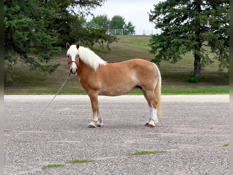 Haflinger Stute 14 Jahre Dunkelfuchs in Cannon Falls