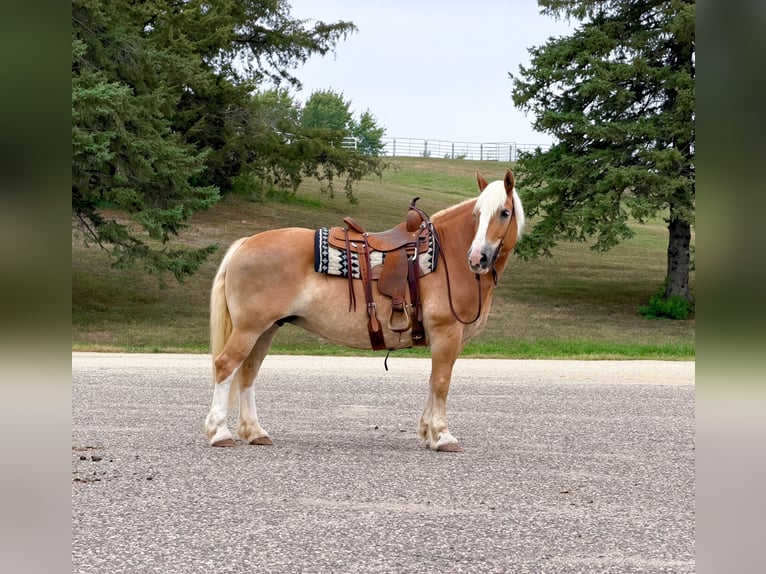 Haflinger Stute 14 Jahre Dunkelfuchs in Cannon Falls
