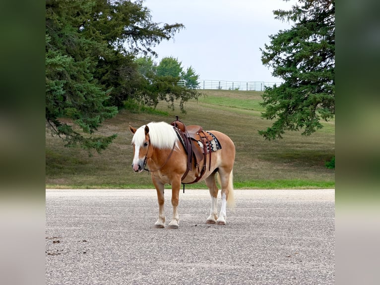 Haflinger Stute 14 Jahre Dunkelfuchs in Cannon Falls