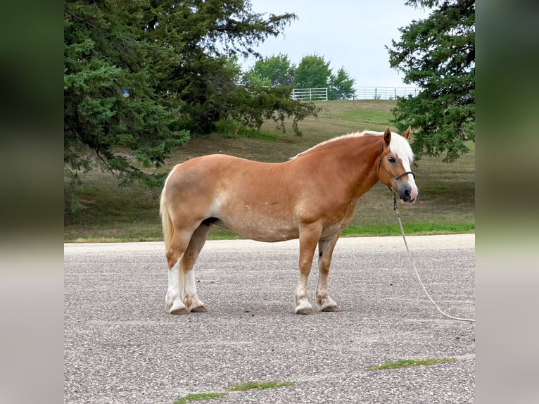 Haflinger Stute 14 Jahre Dunkelfuchs in Cannon Falls
