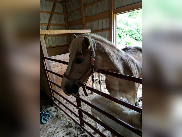 Haflinger Stute 15 Jahre 132 cm Dunkelfuchs in New Carlisle, Ohio