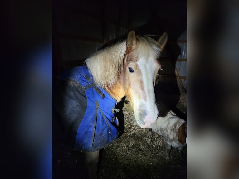 Haflinger Stute 15 Jahre 132 cm Dunkelfuchs in New Carlisle, Ohio