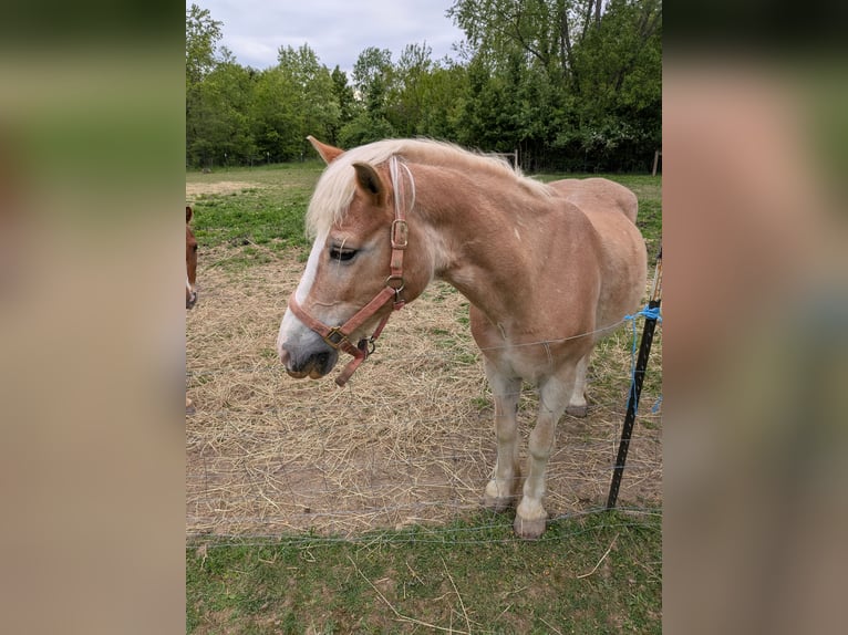 Haflinger Stute 15 Jahre 132 cm Dunkelfuchs in New Carlisle, Ohio