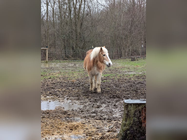 Haflinger Stute 15 Jahre 132 cm Dunkelfuchs in New Carlisle, Ohio