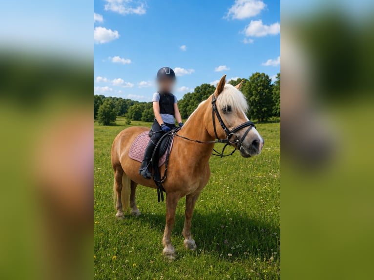 Haflinger Stute 15 Jahre 140 cm  in Delbrück