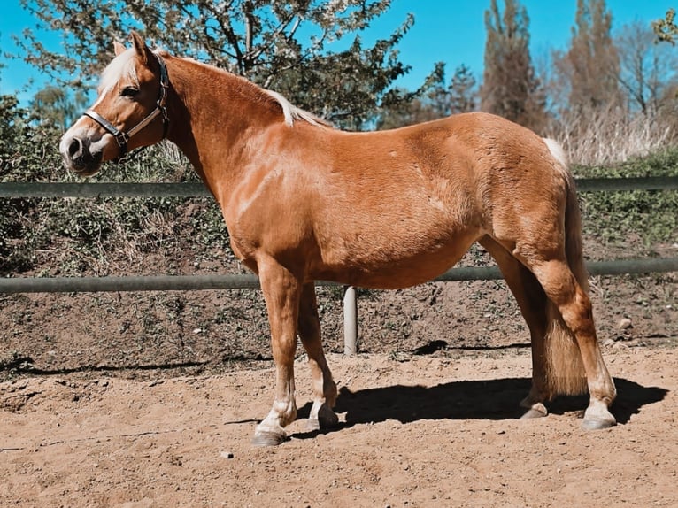 Haflinger Stute 15 Jahre 143 cm  in Norderstedt