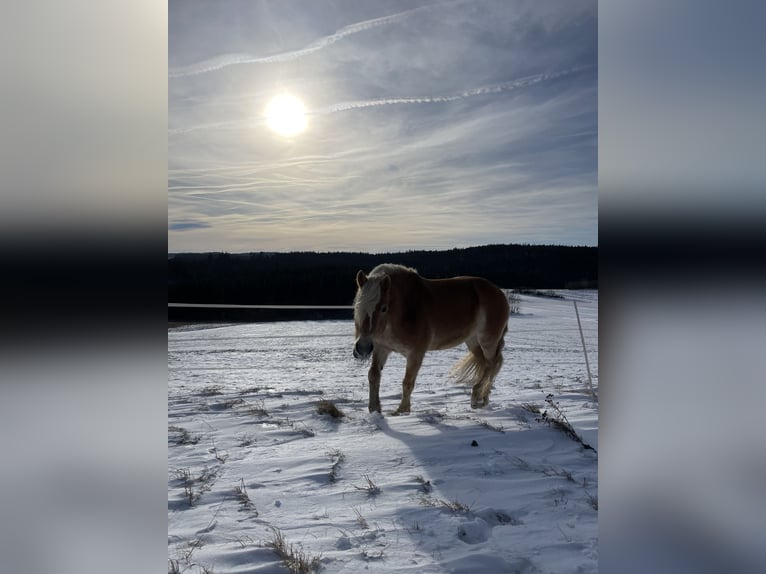 Haflinger Stute 15 Jahre 145 cm Fuchs in Loschberg