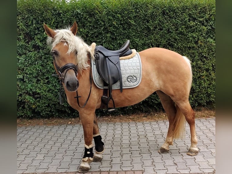 Haflinger Stute 15 Jahre 146 cm Fuchs in Großheide Westerende