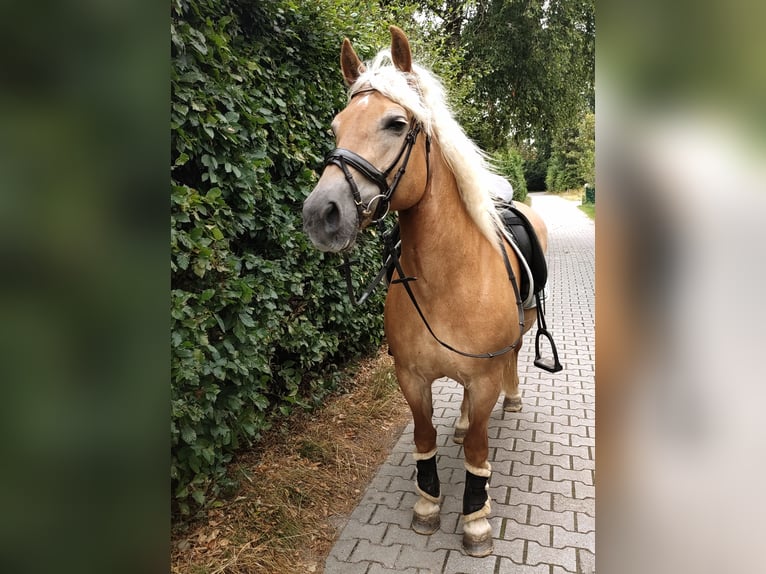 Haflinger Stute 15 Jahre 146 cm Fuchs in Großheide Westerende