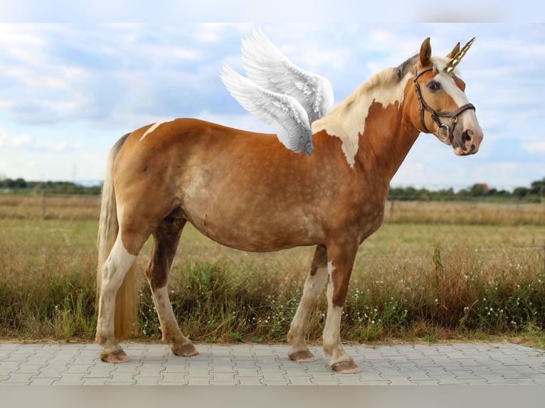 Haflinger Mix Stute 15 Jahre 147 cm Schecke in Weiterstadt