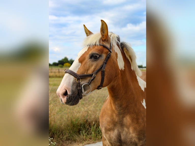 Haflinger Mix Stute 15 Jahre 147 cm Schecke in Weiterstadt