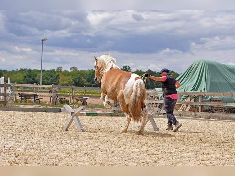 Haflinger Mix Stute 15 Jahre 147 cm Schecke in Weiterstadt