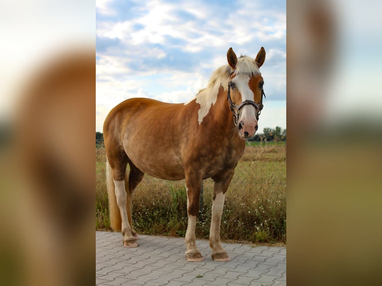 Haflinger Mix Stute 15 Jahre 147 cm Schecke in Weiterstadt