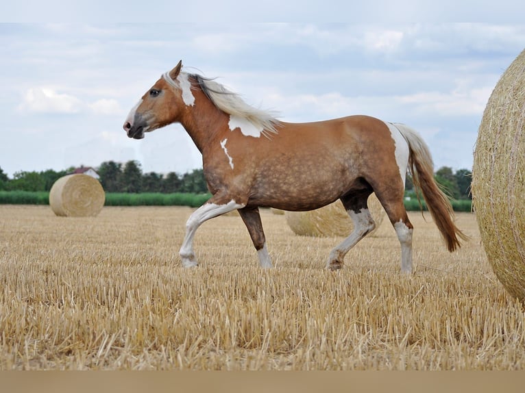 Haflinger Mix Stute 15 Jahre 147 cm Schecke in Weiterstadt